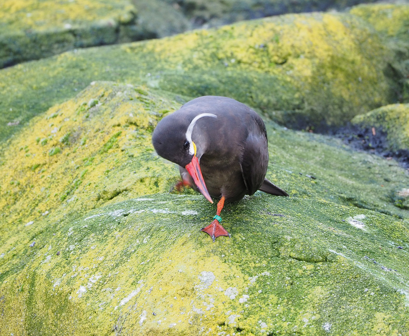 Inca tern (Larosterna inca), 2022-01-02