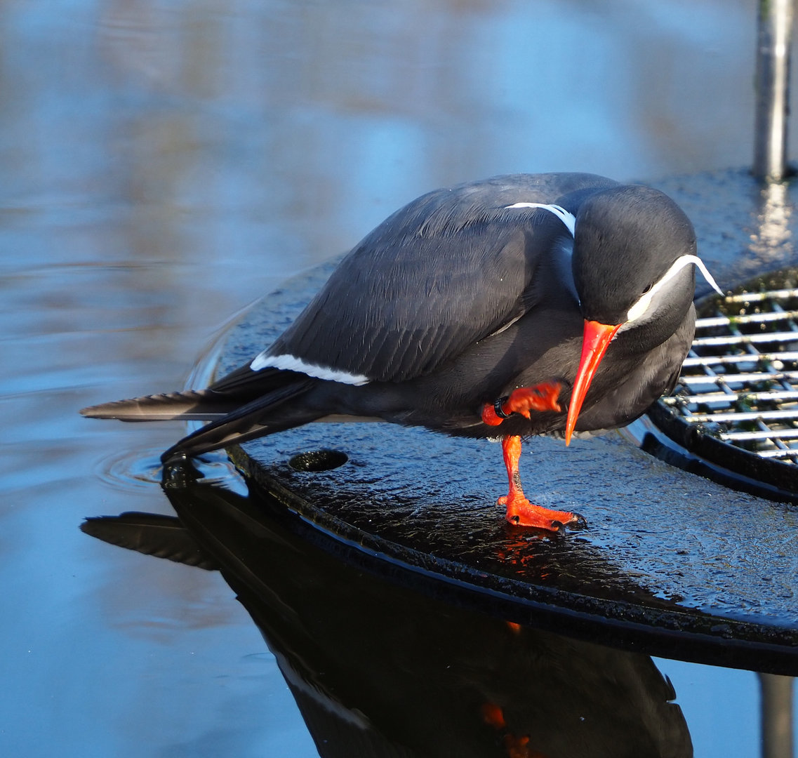 Inca tern (Larosterna inca), 2022-01-30