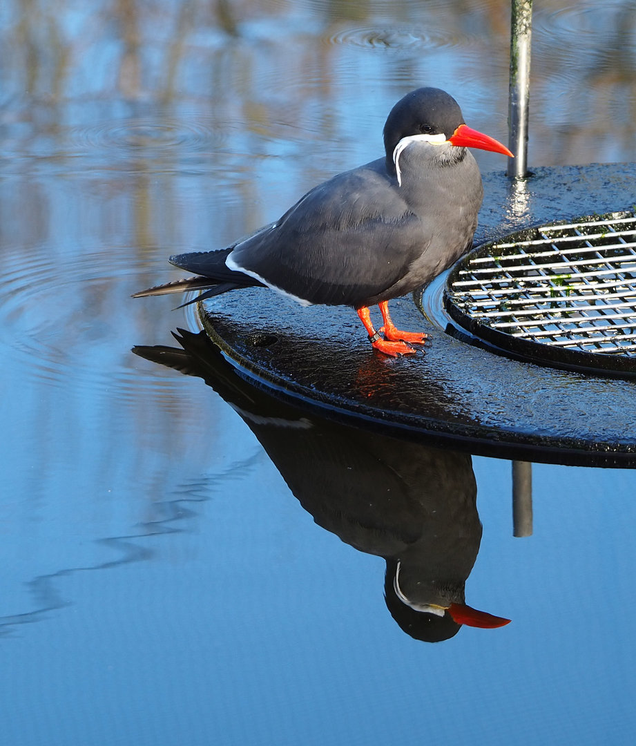 Inca tern (Larosterna inca), 2022-01-30