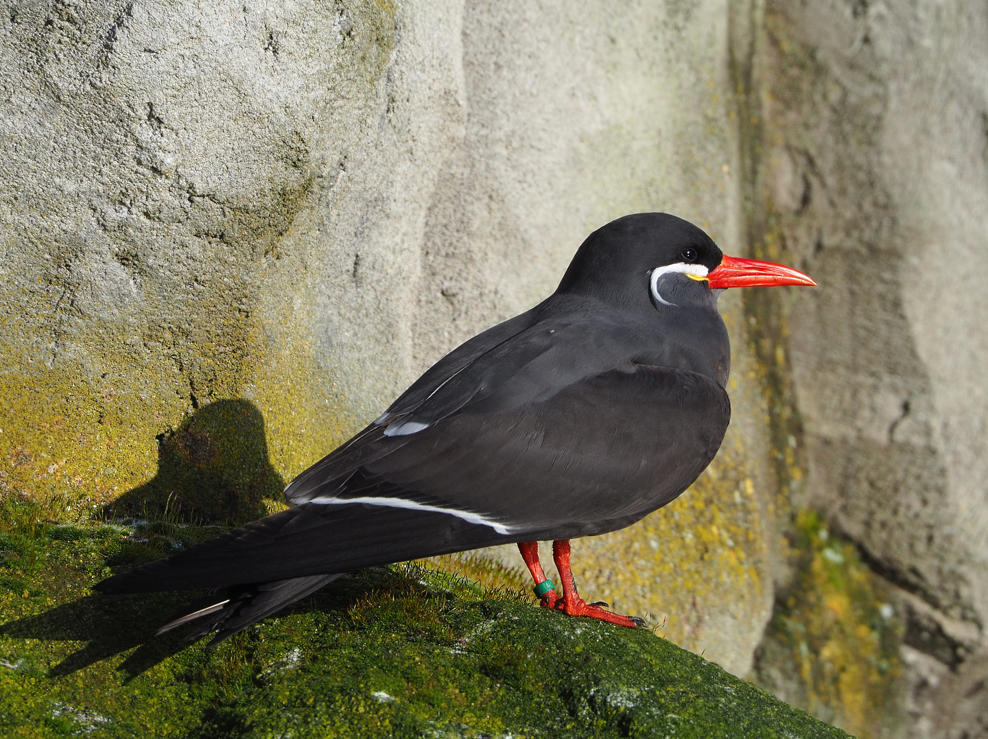 Inca tern (Larosterna inca), 2022-01-30