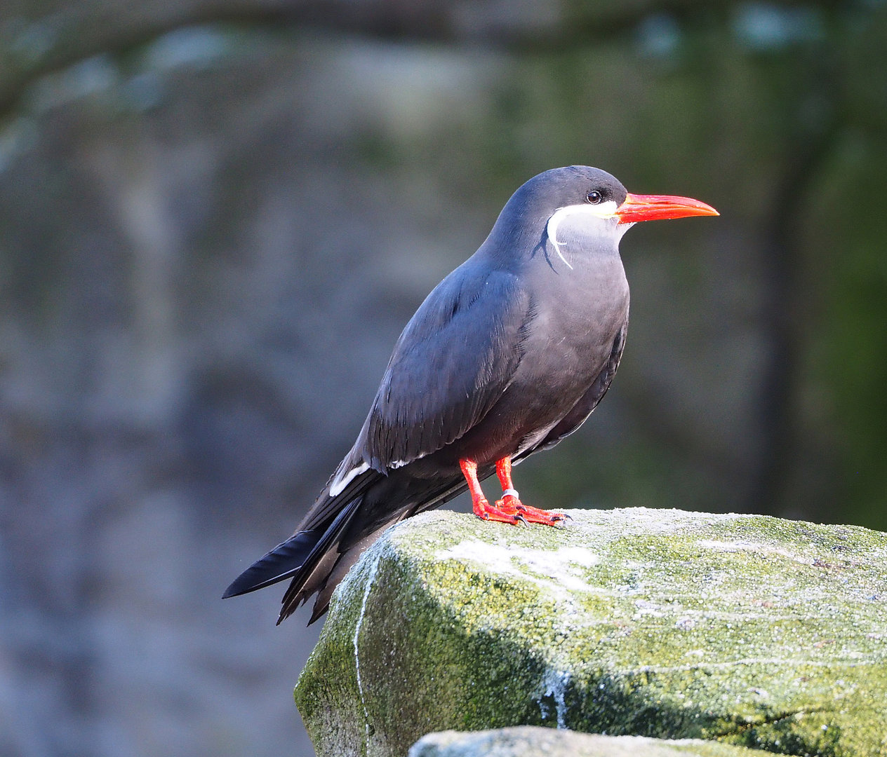 Inca tern (Larosterna inca), 2022-02-12