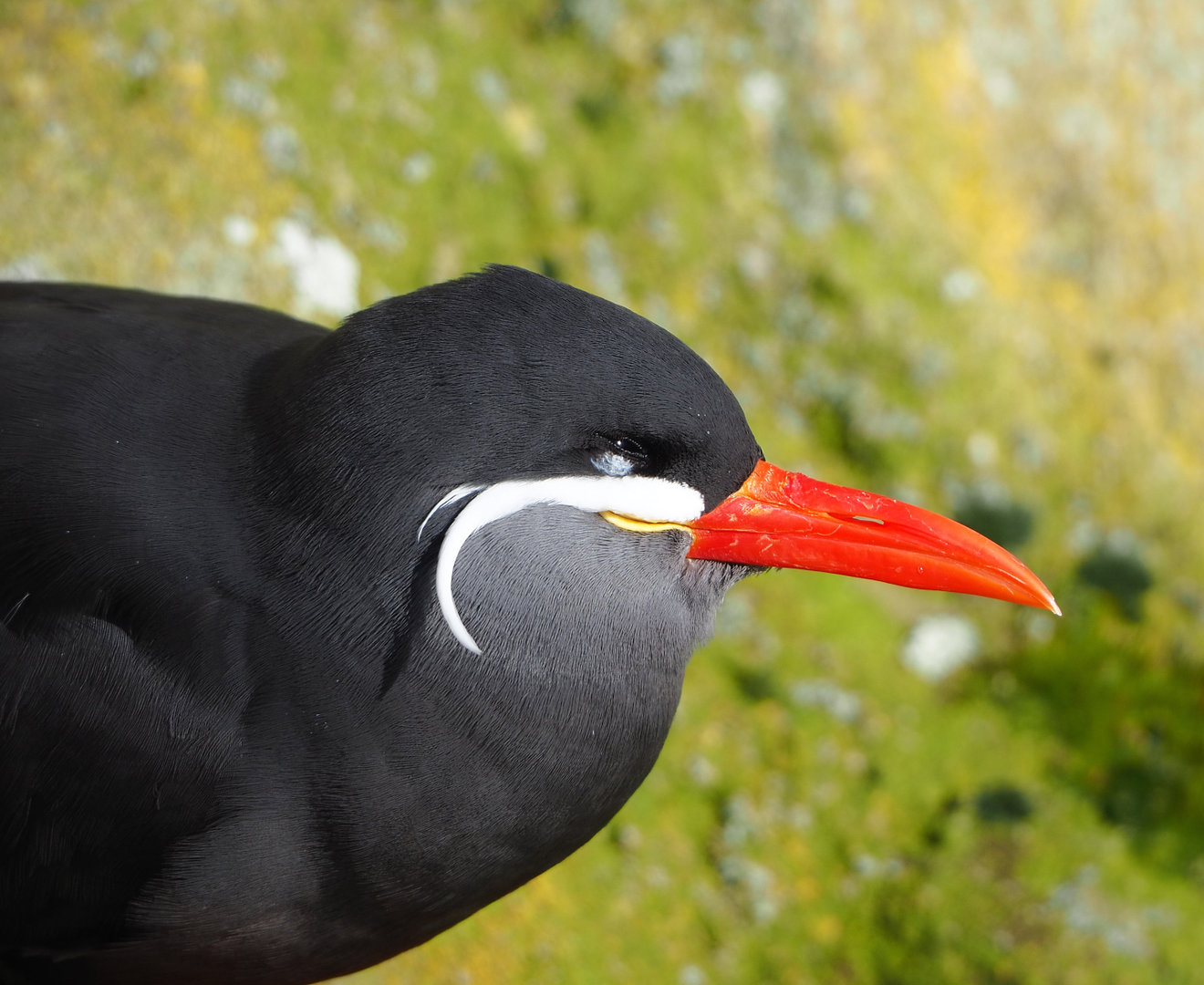 Inca tern (Larosterna inca), 2022-02-12