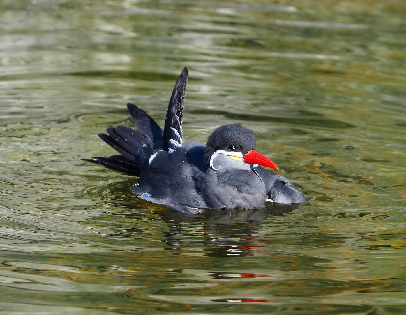 Inca tern (Larosterna inca), 2022-03-08