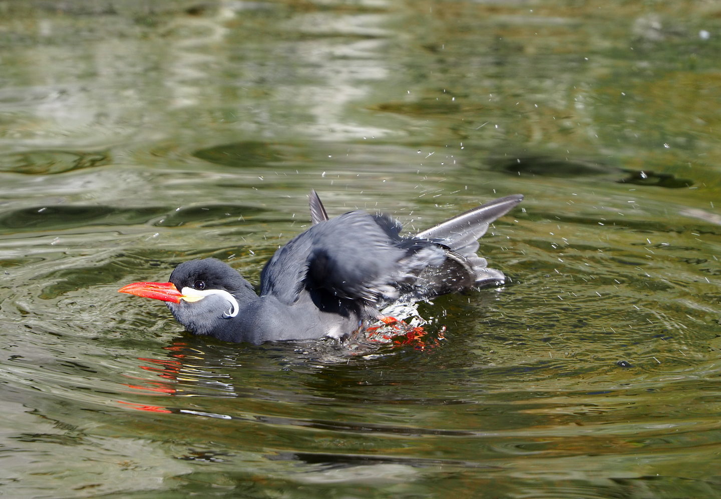 Inca tern (Larosterna inca), 2022-03-08