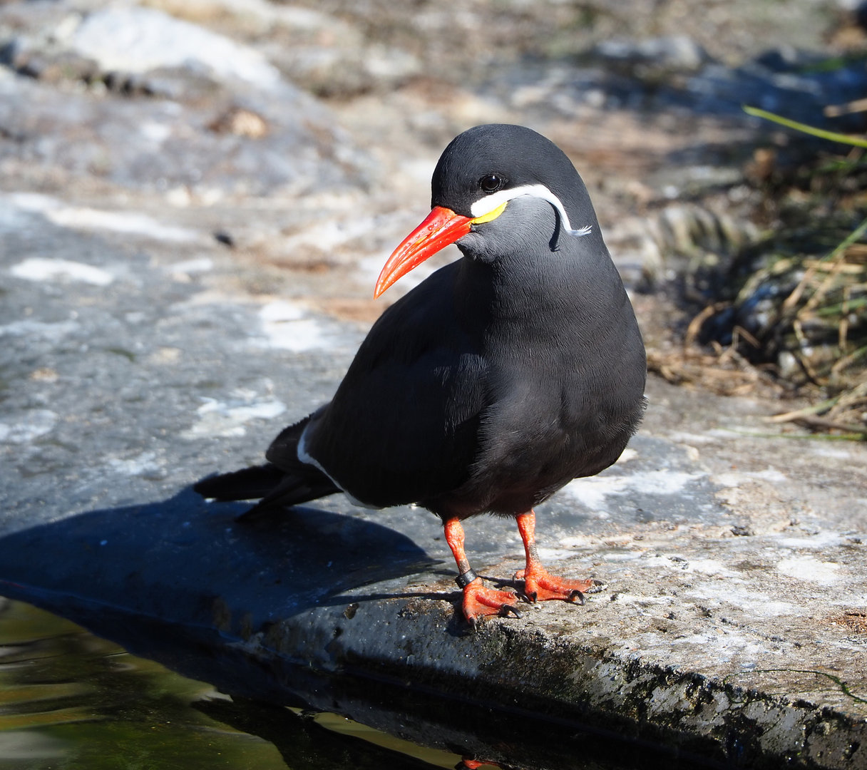 Inca tern (Larosterna inca), 2022-03-08