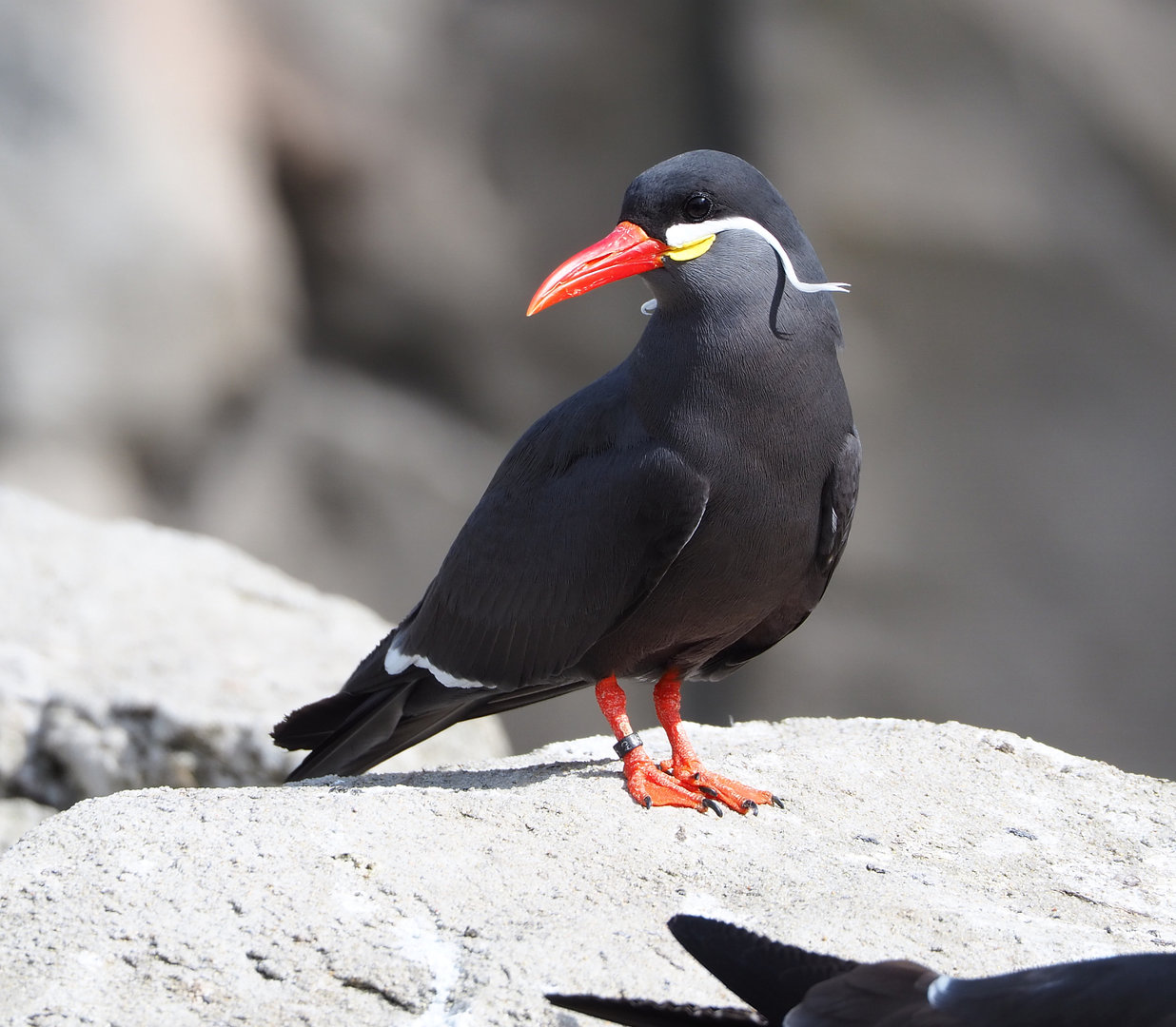 Inca tern (Larosterna inca), 2022-04-12