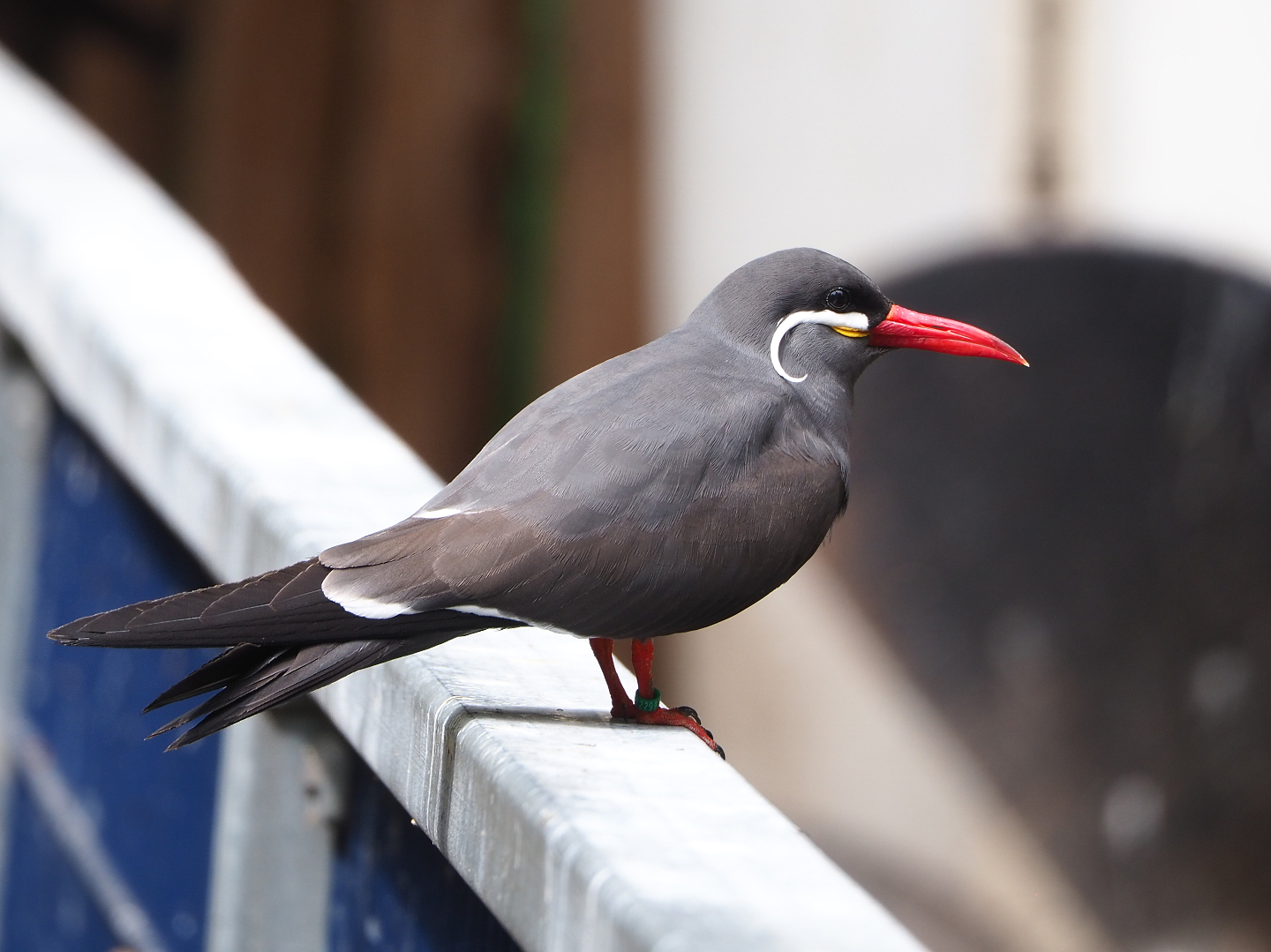 Inca tern (Larosterna inca), 2022-05-17