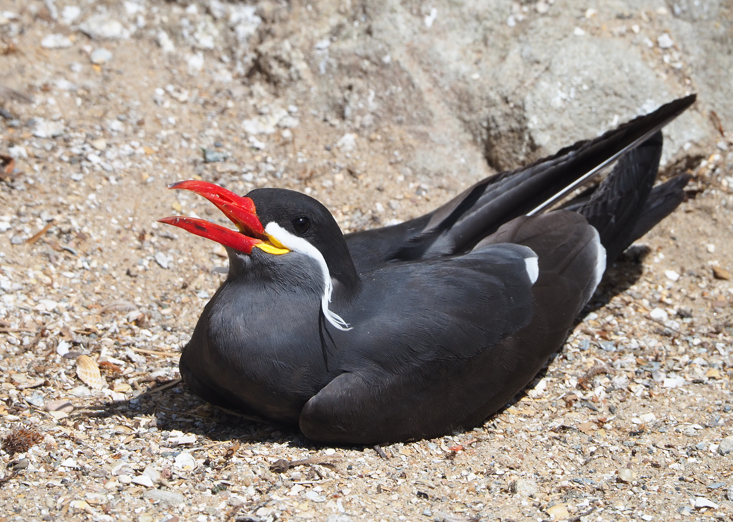 Inca tern (Larosterna inca), 2022-05-28