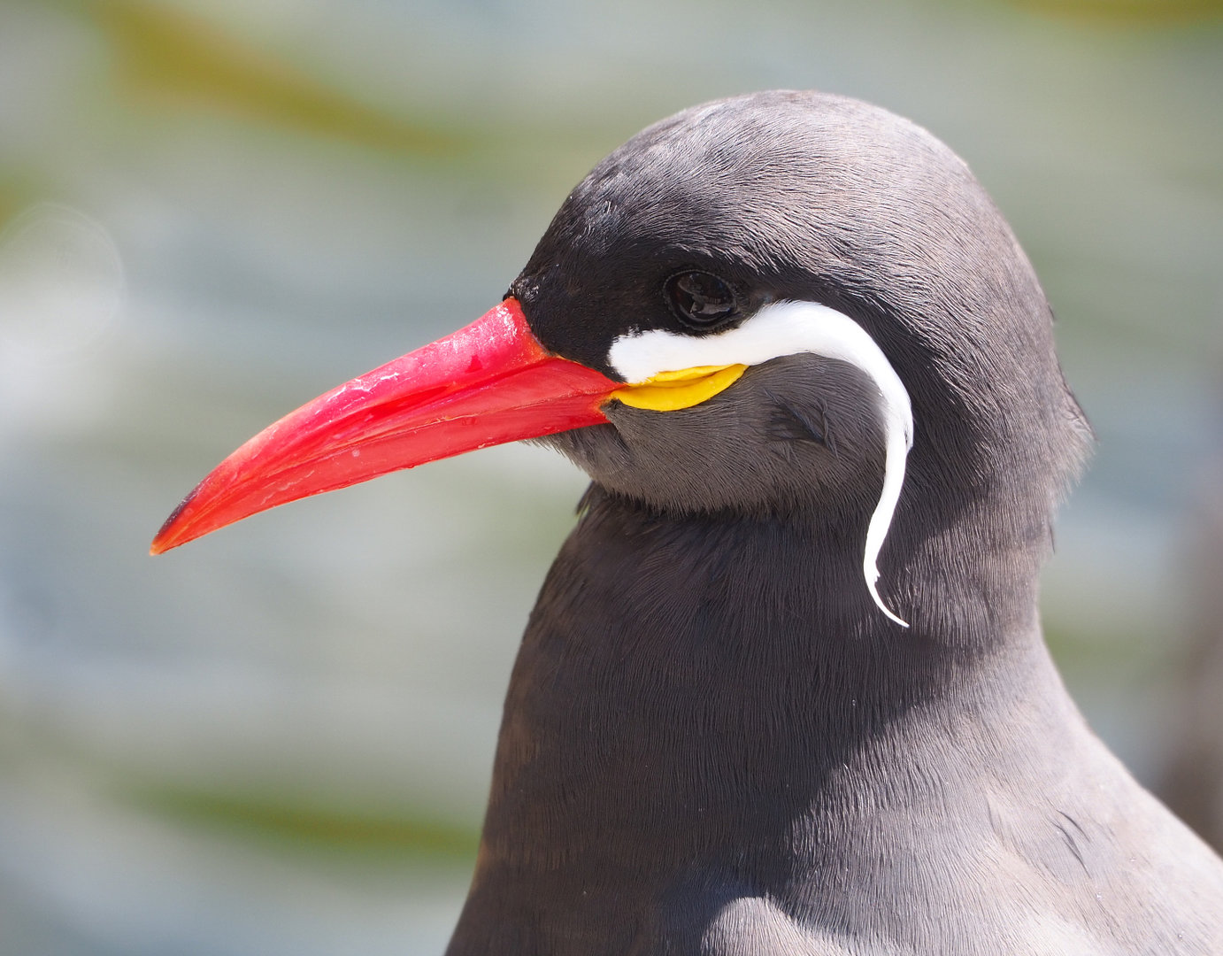 Inca tern (Larosterna inca), 2022-05-28