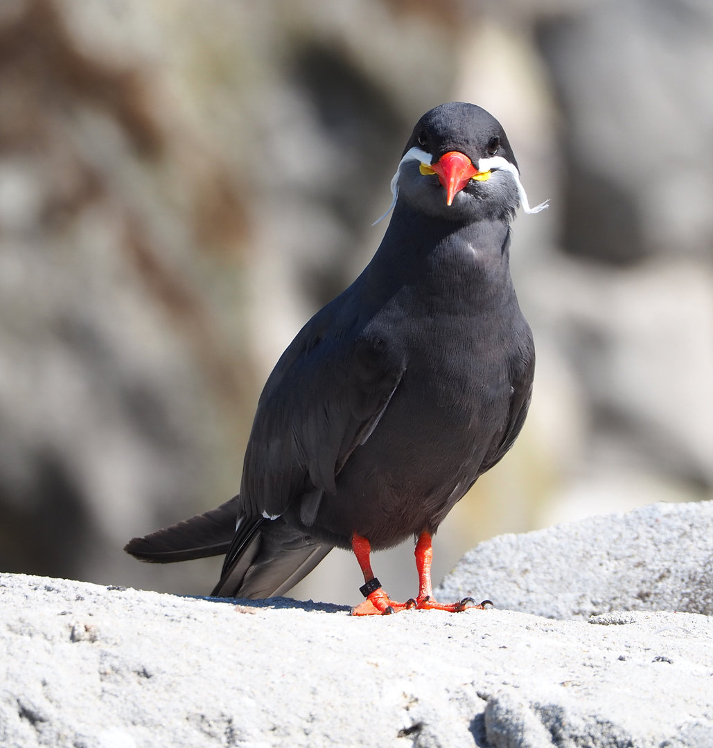 Inca tern (Larosterna inca), 2022-06-15
