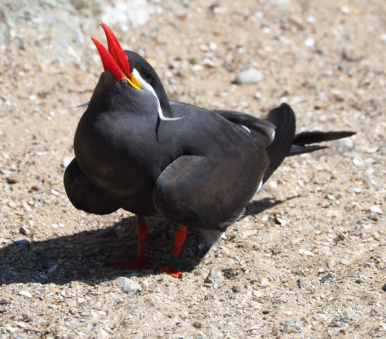 Inca tern (Larosterna inca), 2022-06-15
