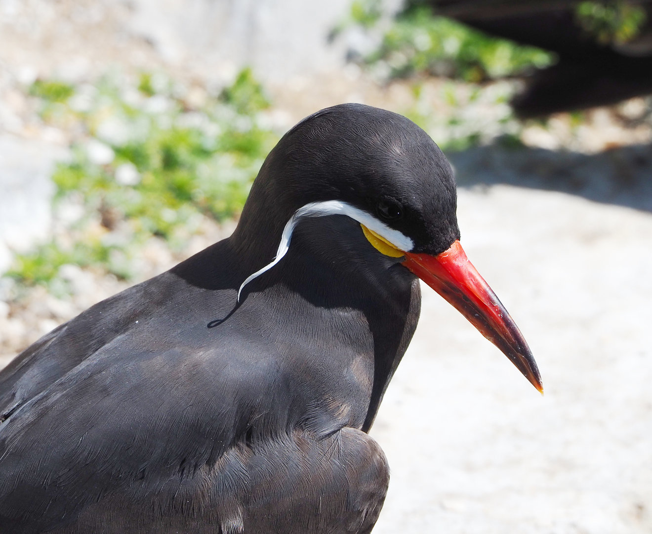 Inca tern (Larosterna inca), 2022-06-15