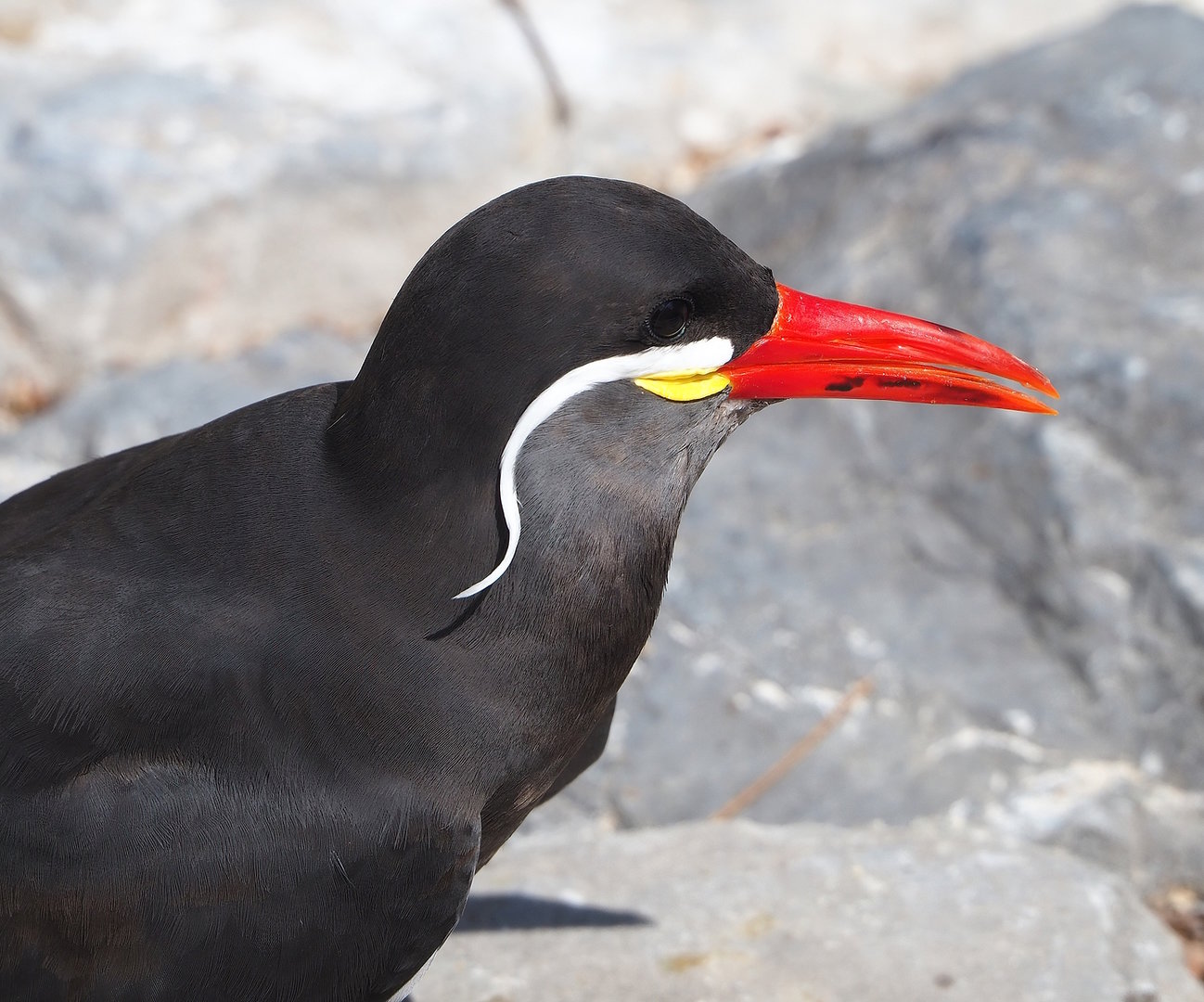 Inca tern (Larosterna inca), 2022-07-03