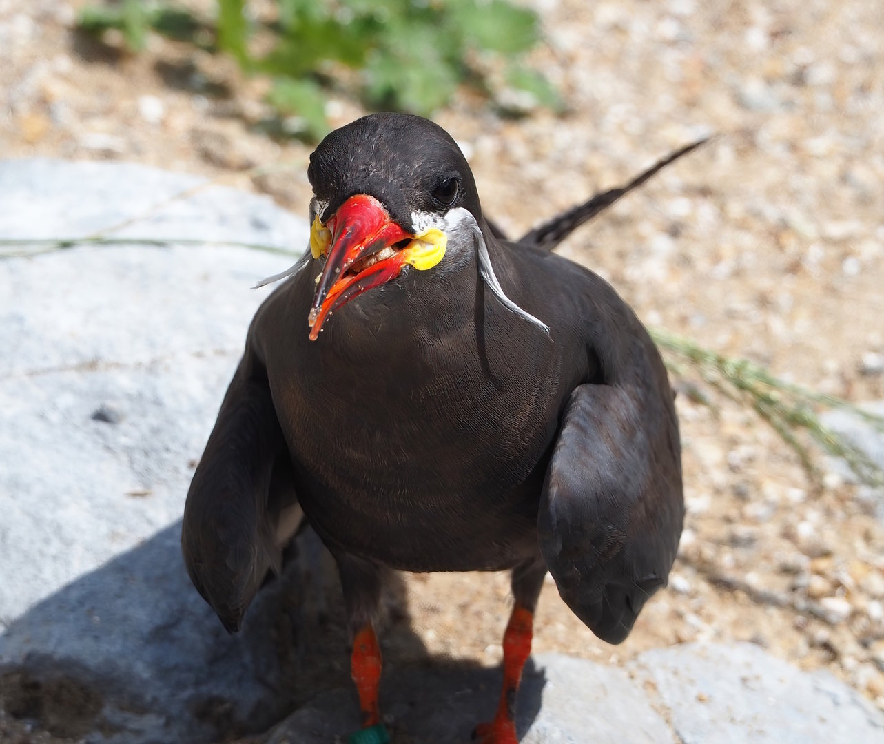 Inca tern (Larosterna inca), 2022-07-03