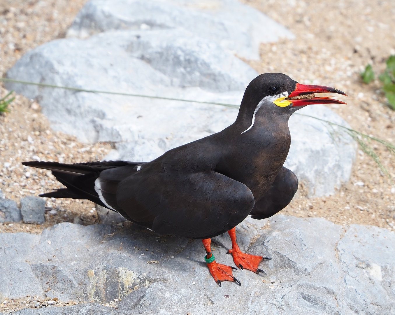 Inca tern (Larosterna inca), 2022-07-03
