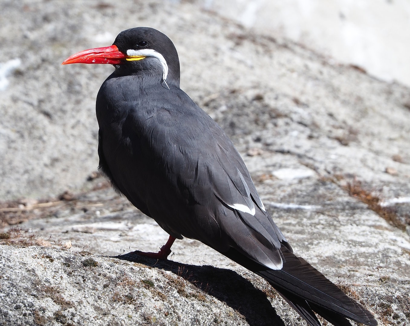 Inca tern (Larosterna inca), 2022-07-16