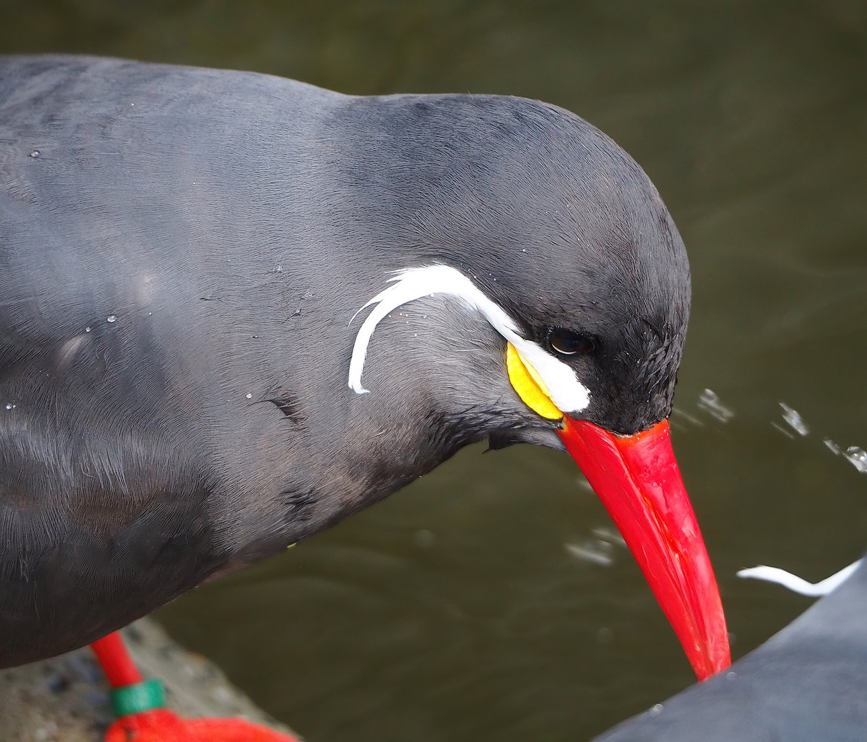 Inca tern (Larosterna inca), 2022-07-16