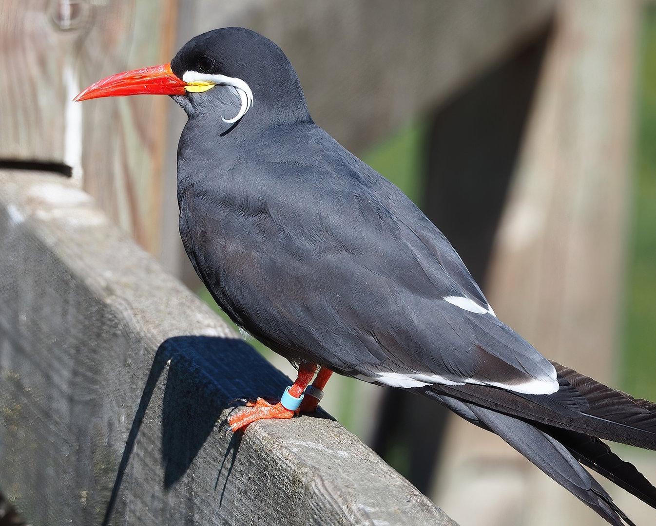 Inca tern (Larosterna inca), 2022-08-07
