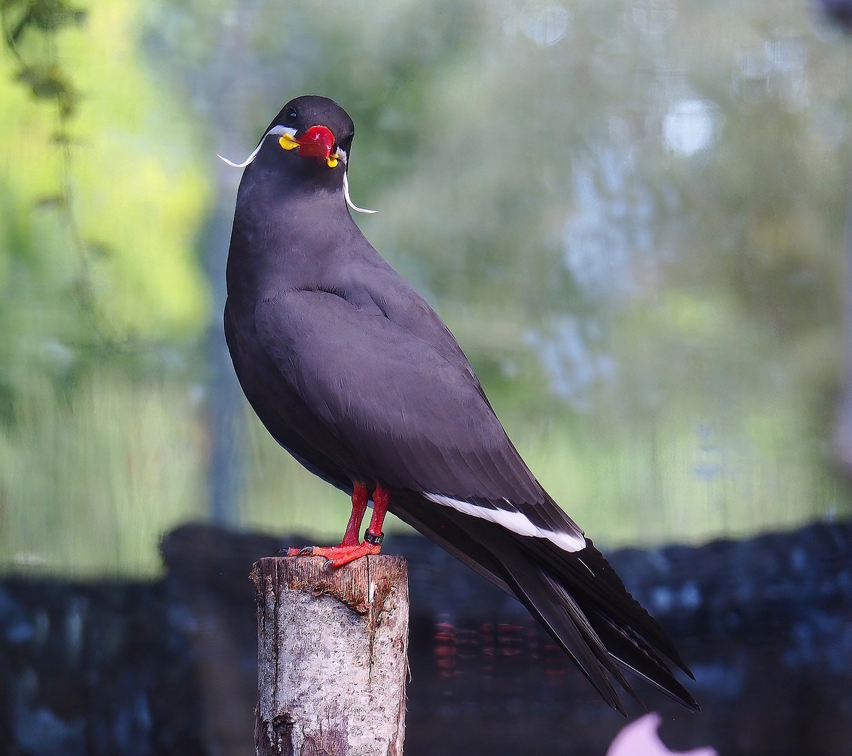 Inca tern (Larosterna inca), 2022-08-28
