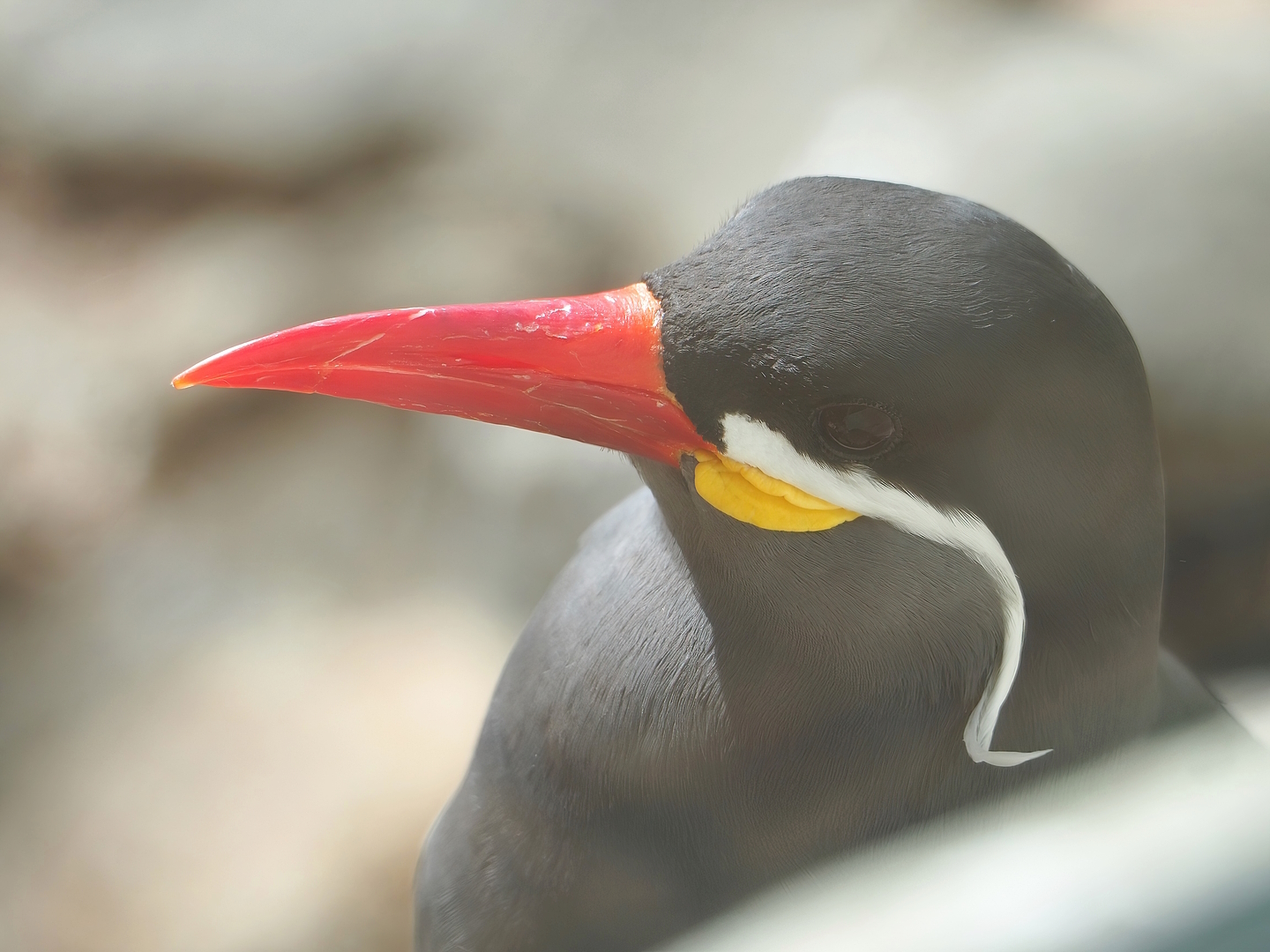 Inca tern (Larosterna inca), 2022-08-28
