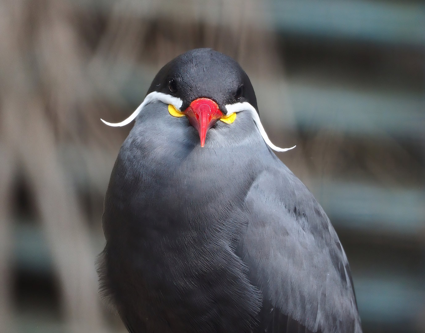 Inca tern (Larosterna inca), 2022-08-28