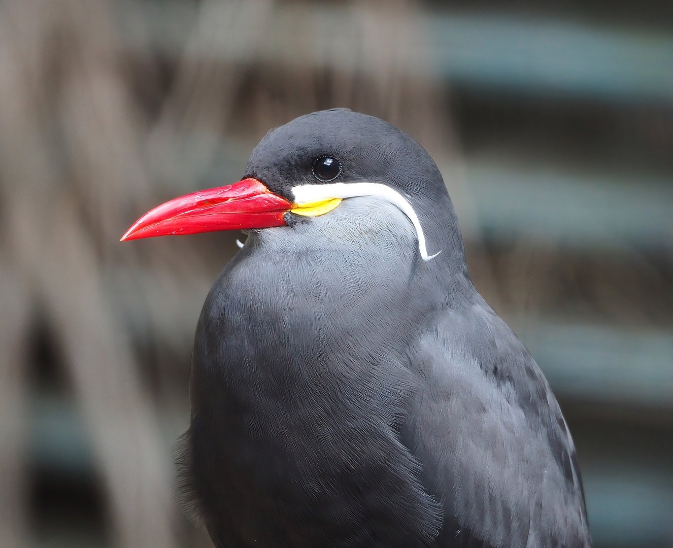 Inca tern (Larosterna inca), 2022-08-28