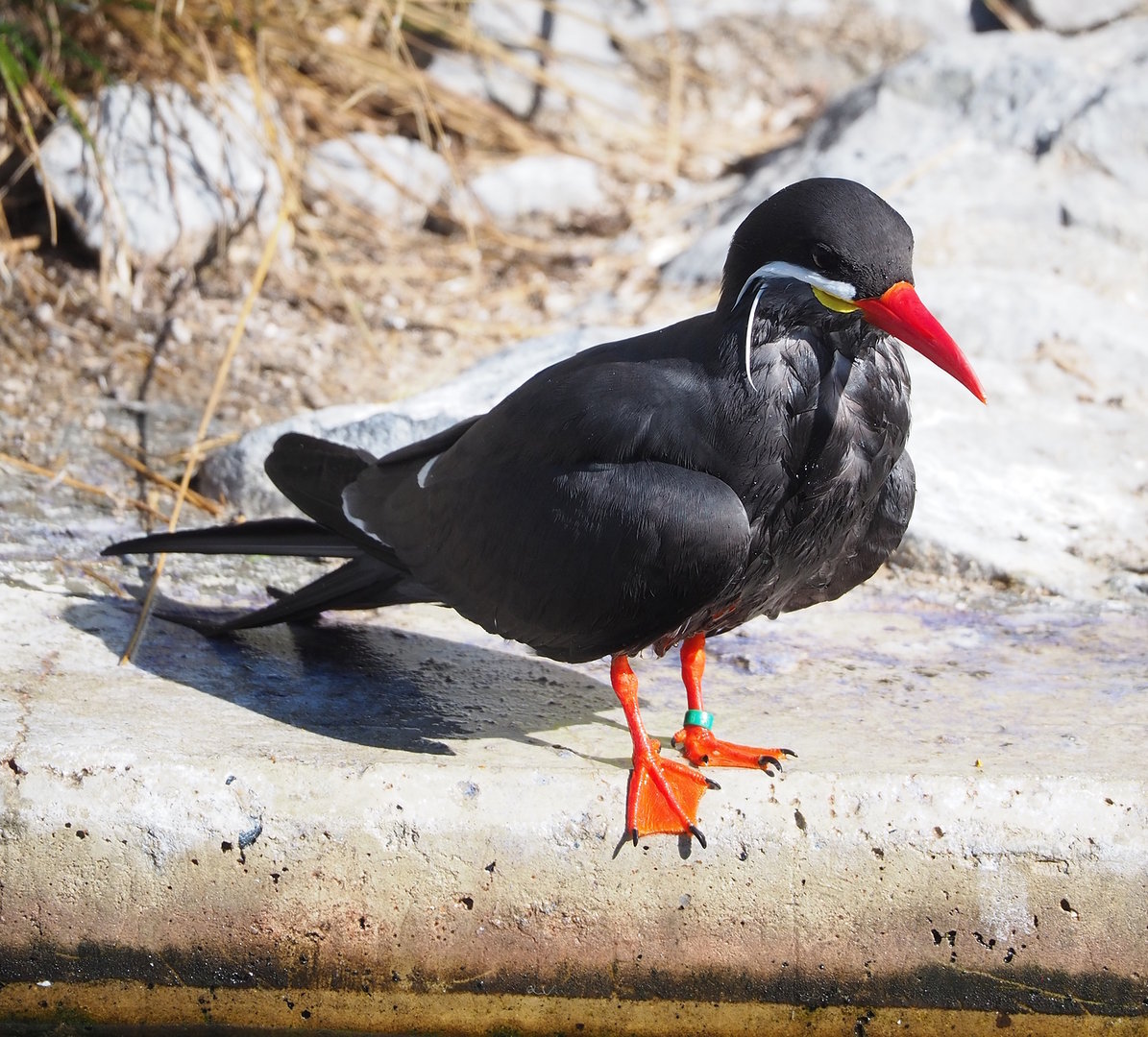 Inca tern (Larosterna inca), 2022-09-12