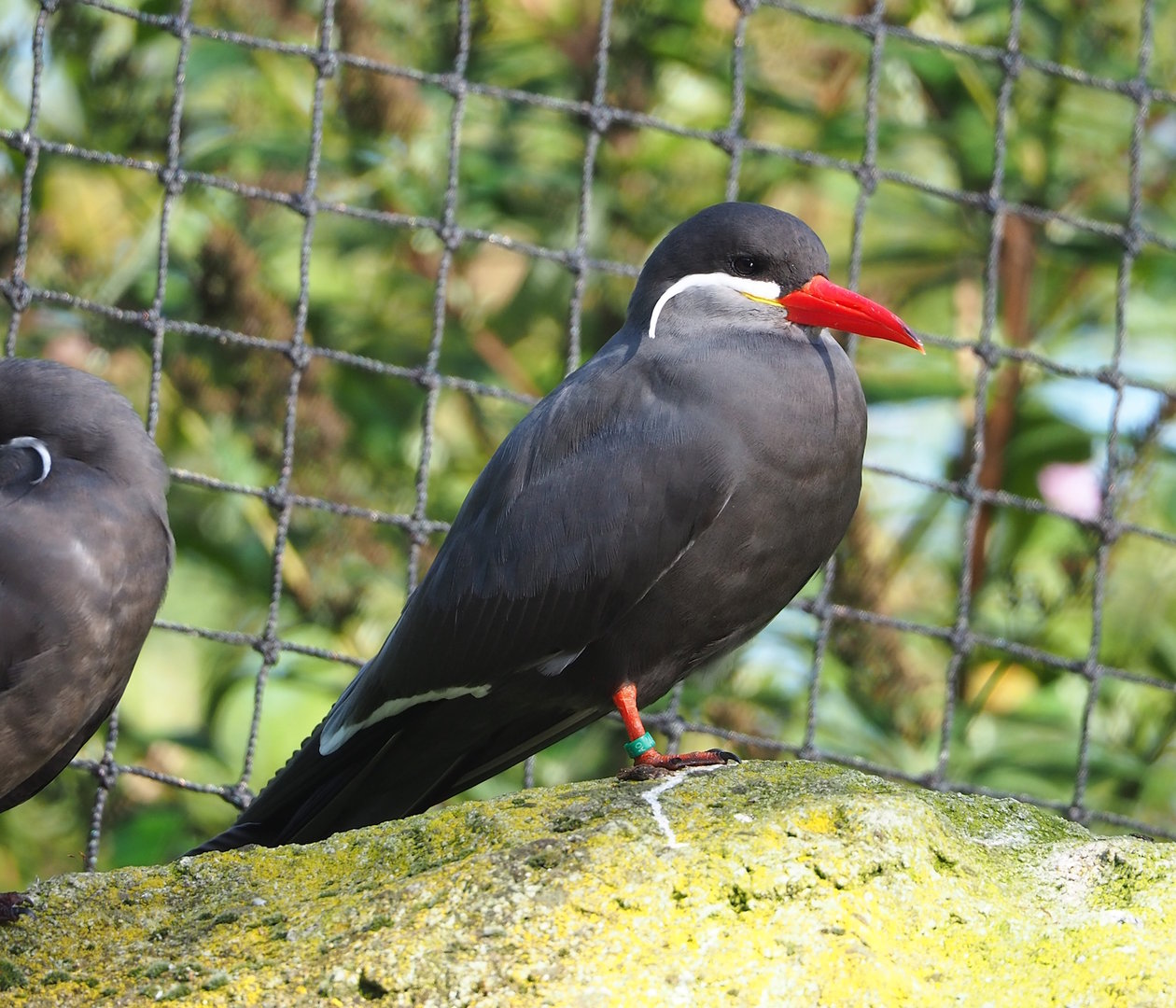 Inca tern (Larosterna inca), 2022-10-19
