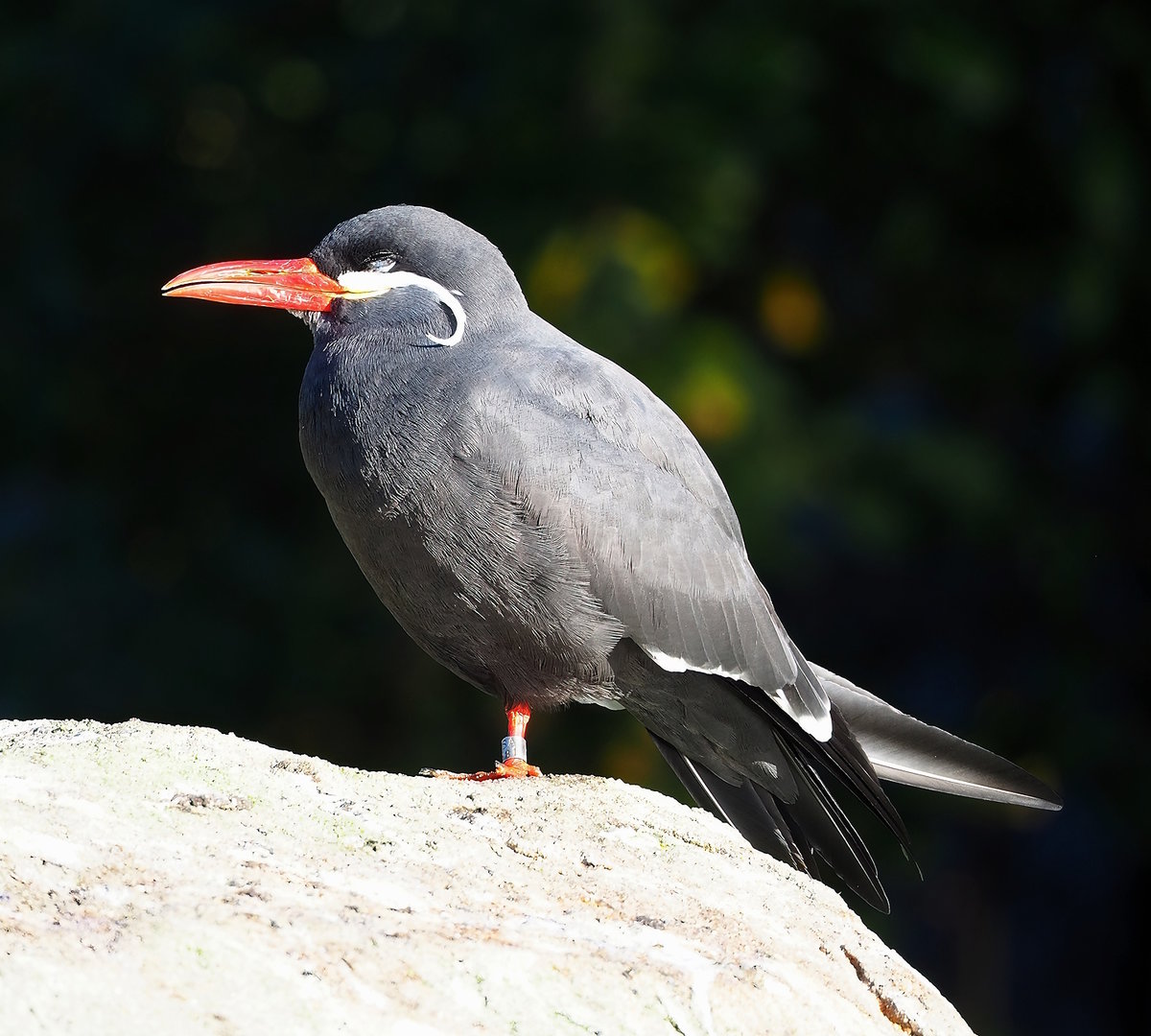 Inca tern (Larosterna inca), 2022-11-12