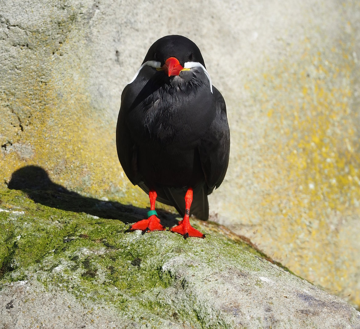 Inca tern (Larosterna inca), 2022-11-12