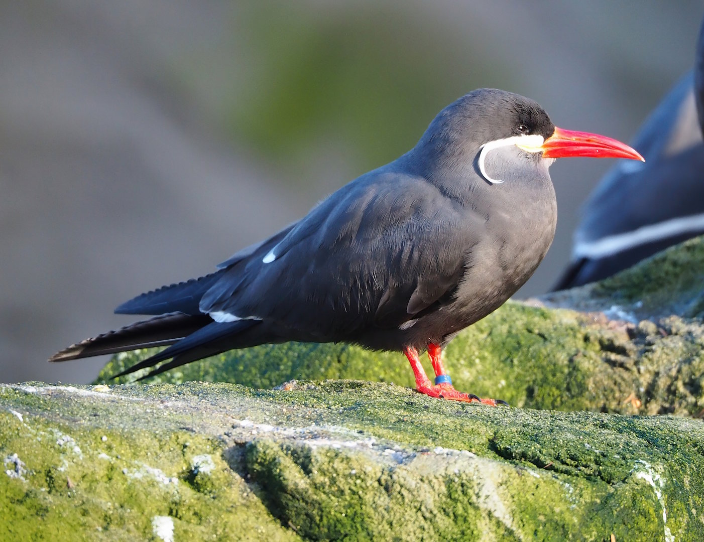 Inca tern (Larosterna inca), 2022-12-27