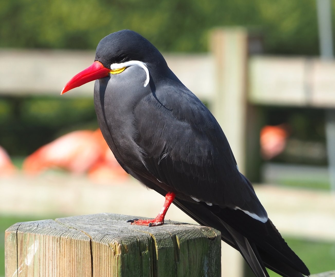 Inca tern (Larosterna inca), 2023-04-18