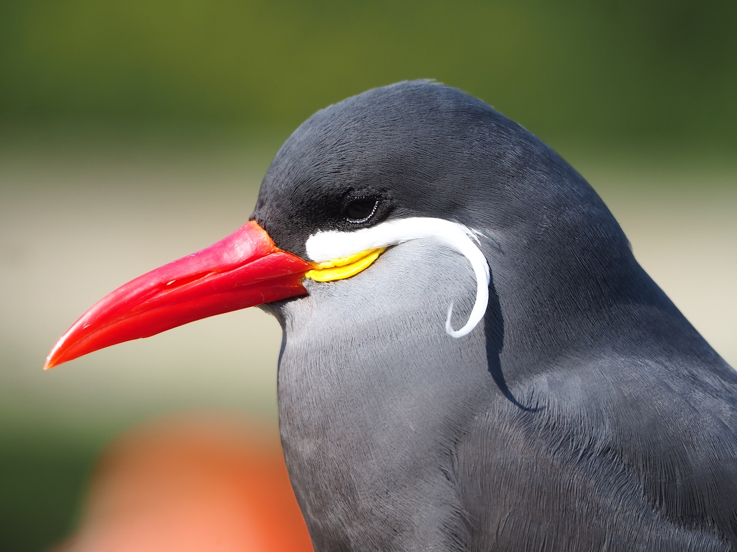 Inca tern (Larosterna inca), 2023-04-18