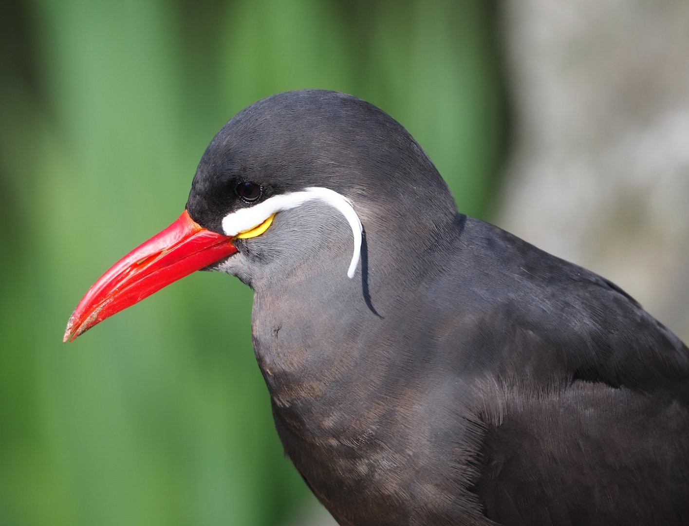 Inca tern (Larosterna inca), 2023-04-18