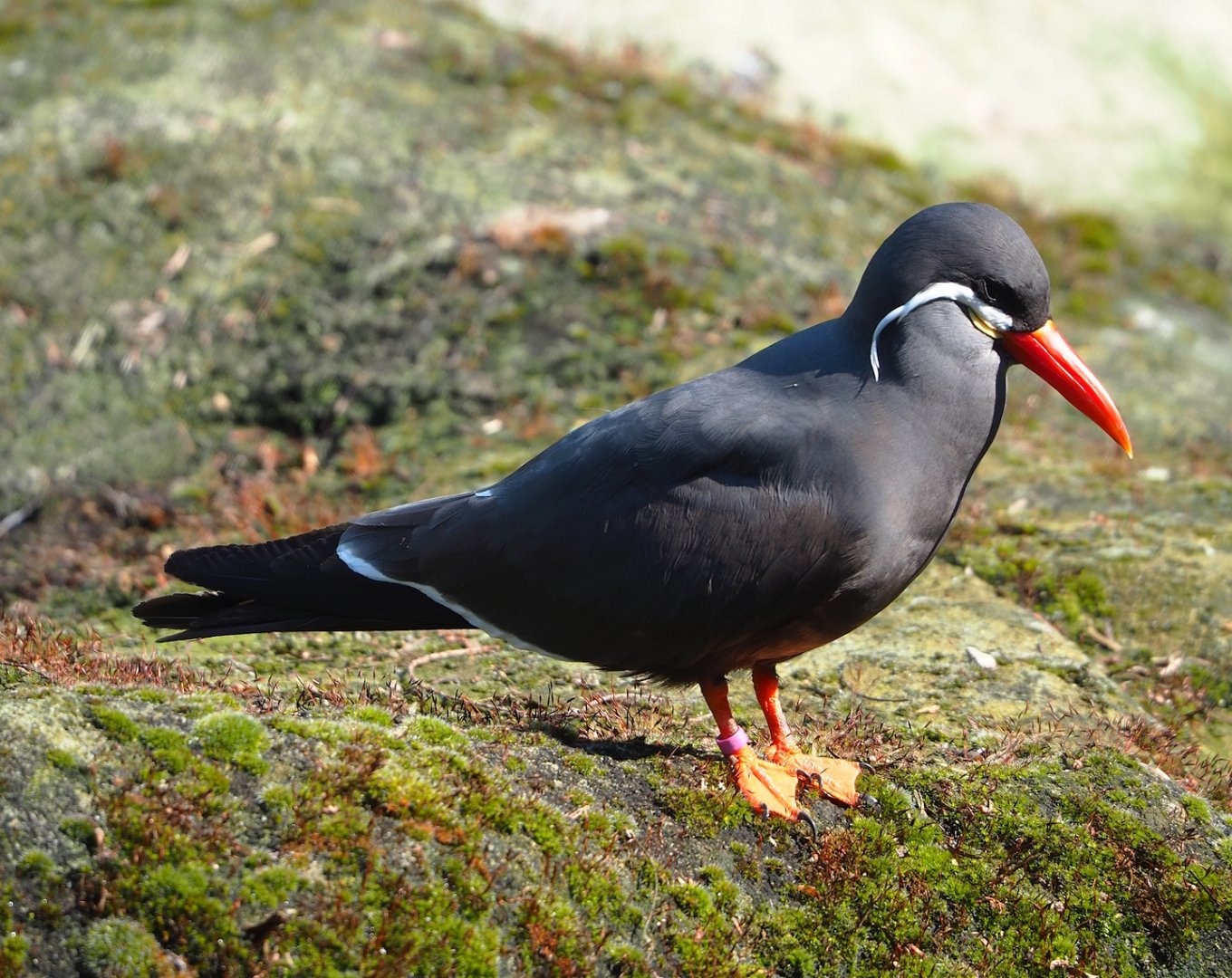 Inca tern (Larosterna inca), 2023-05-13