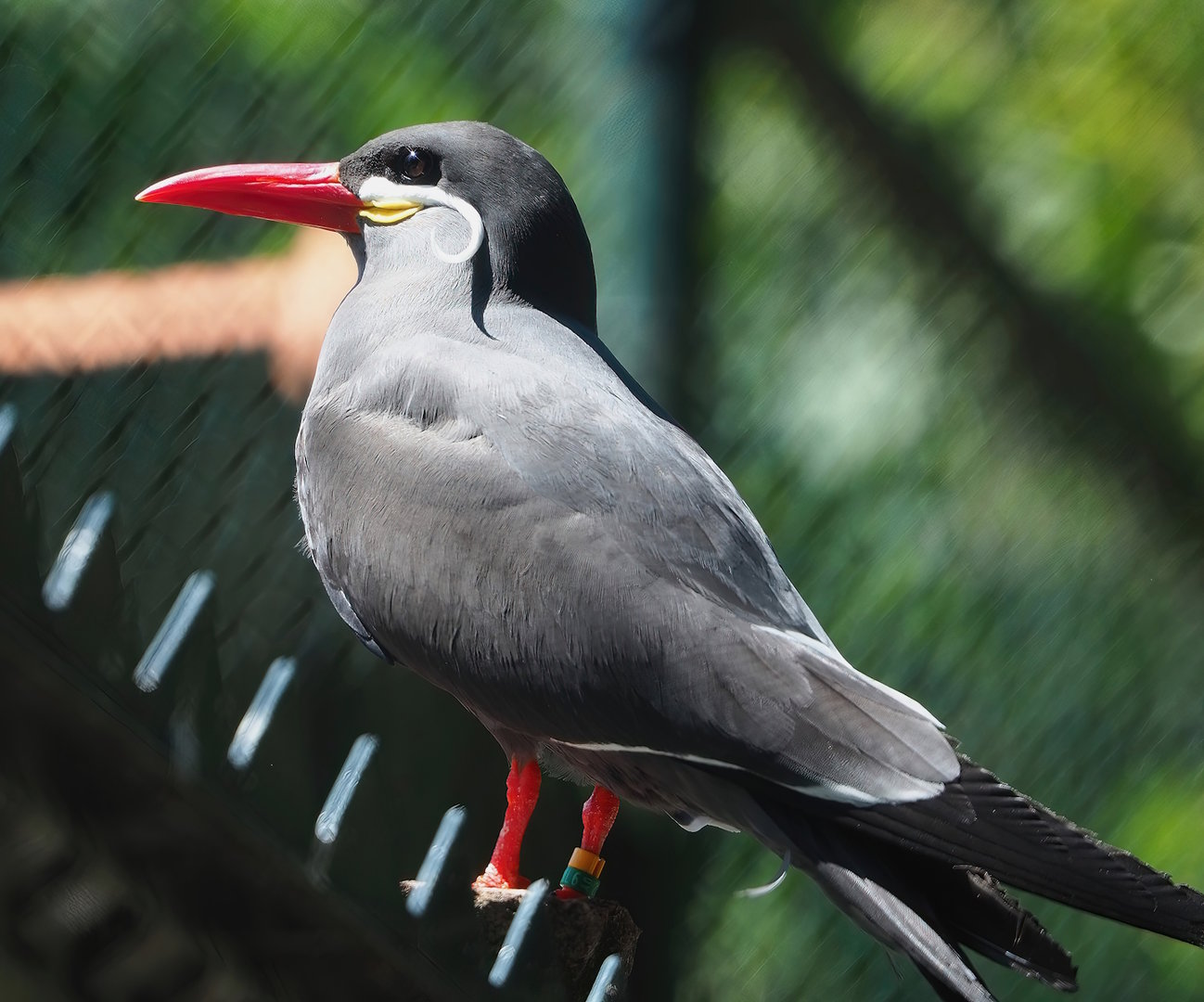 Inca tern (Larosterna inca), 2023-05-31