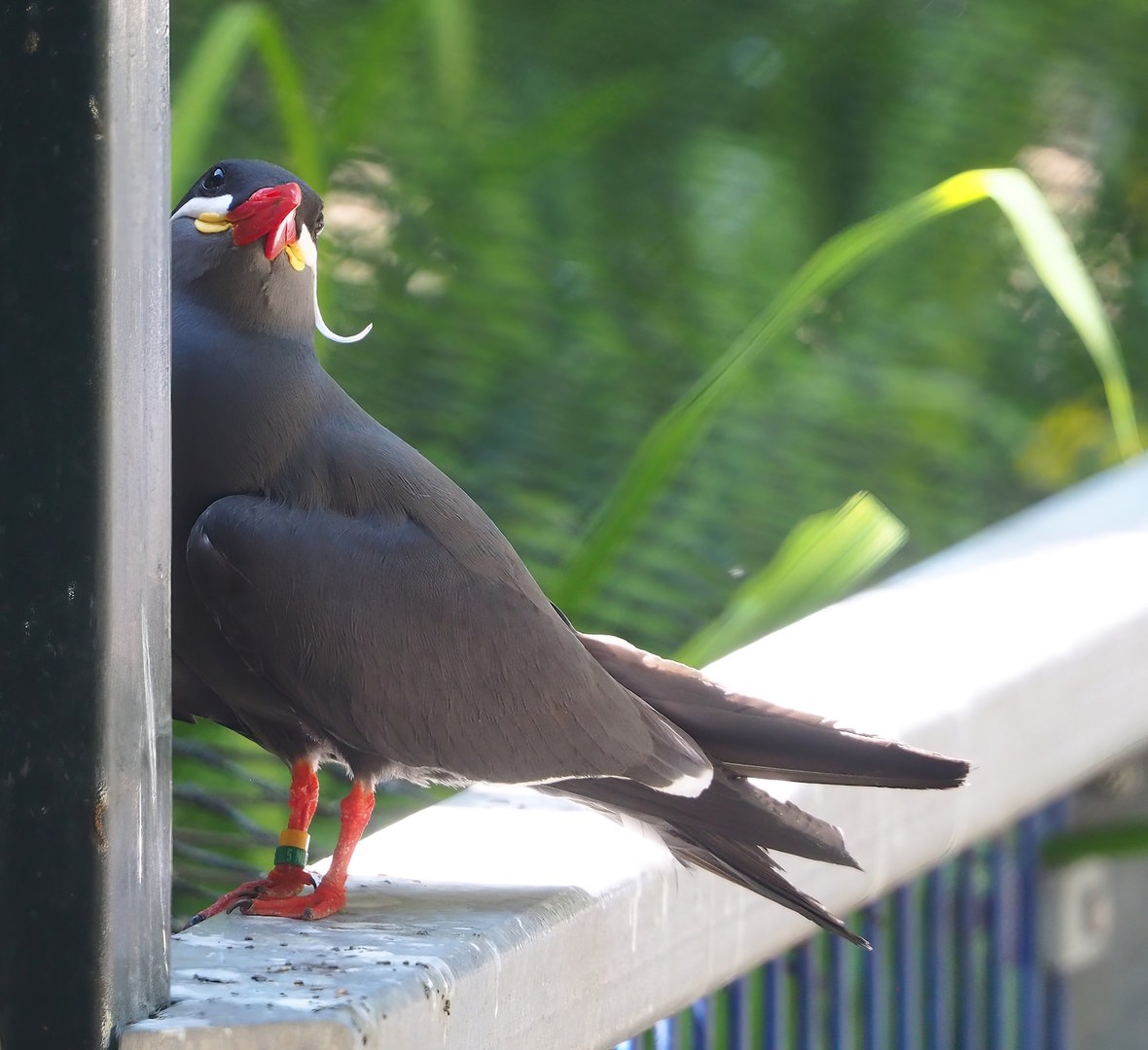 Inca tern (Larosterna inca), 2023-05-31