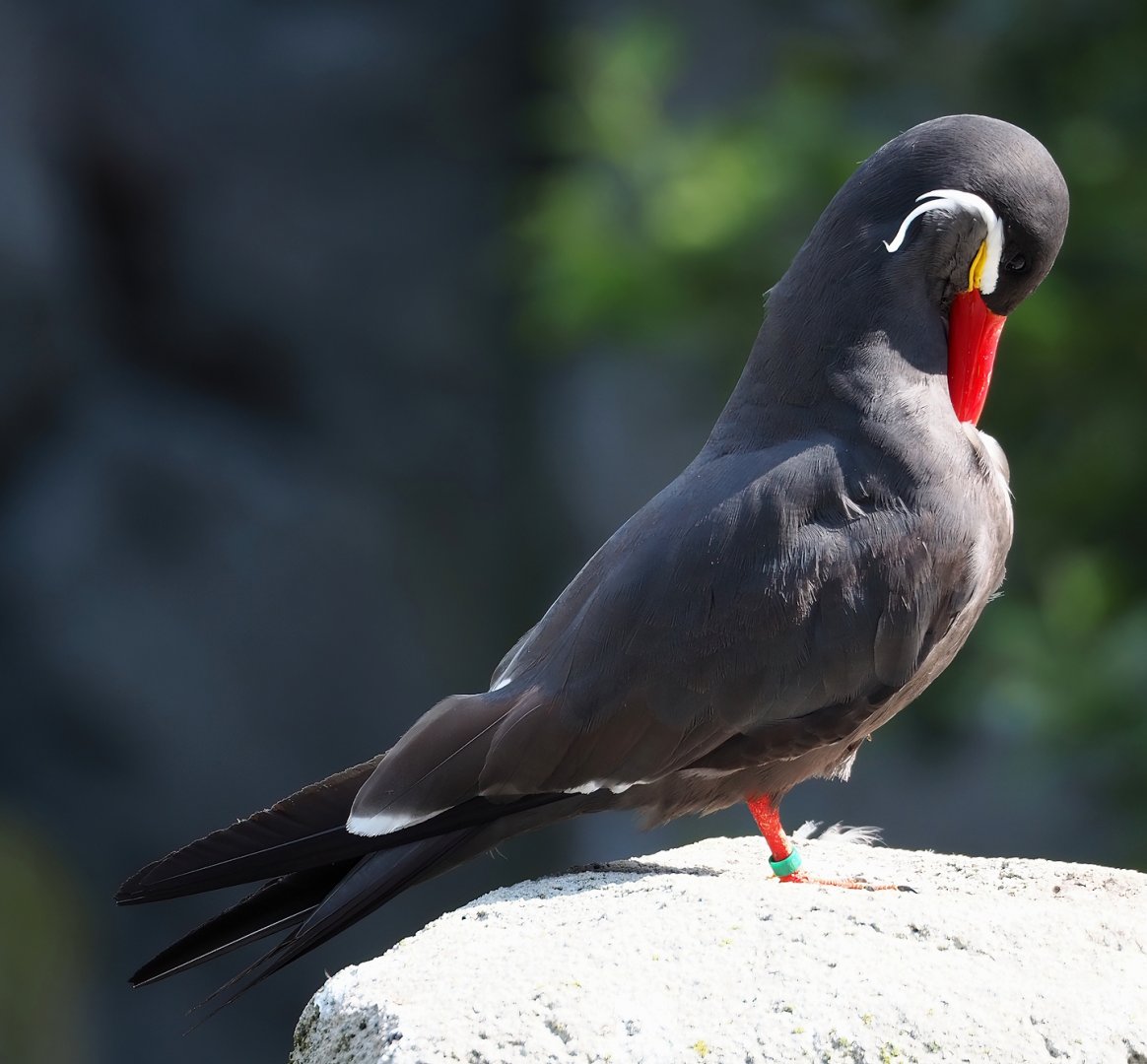 Inca tern (Larosterna inca), 2023-07-26