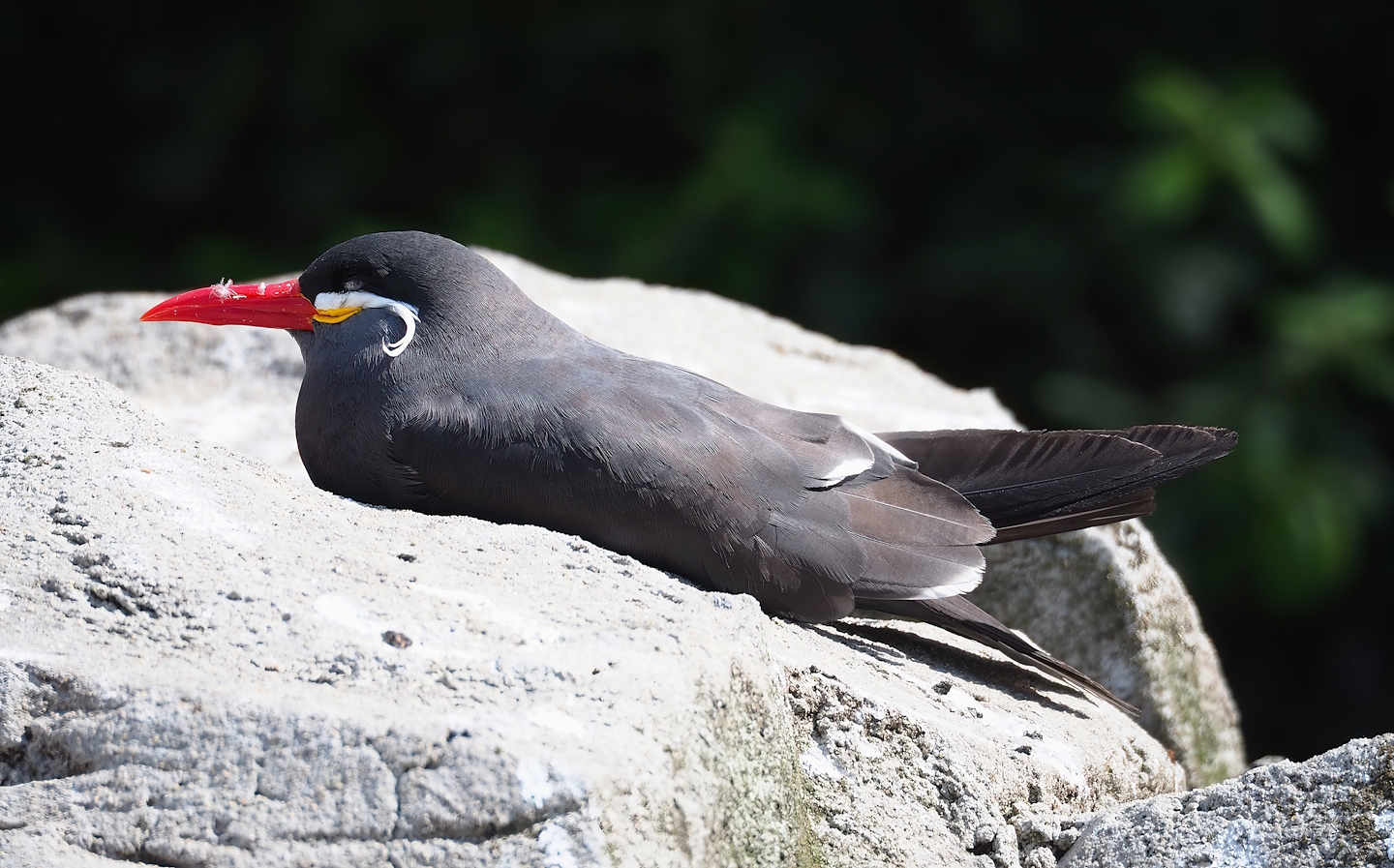 Inca tern (Larosterna inca), 2023-07-26