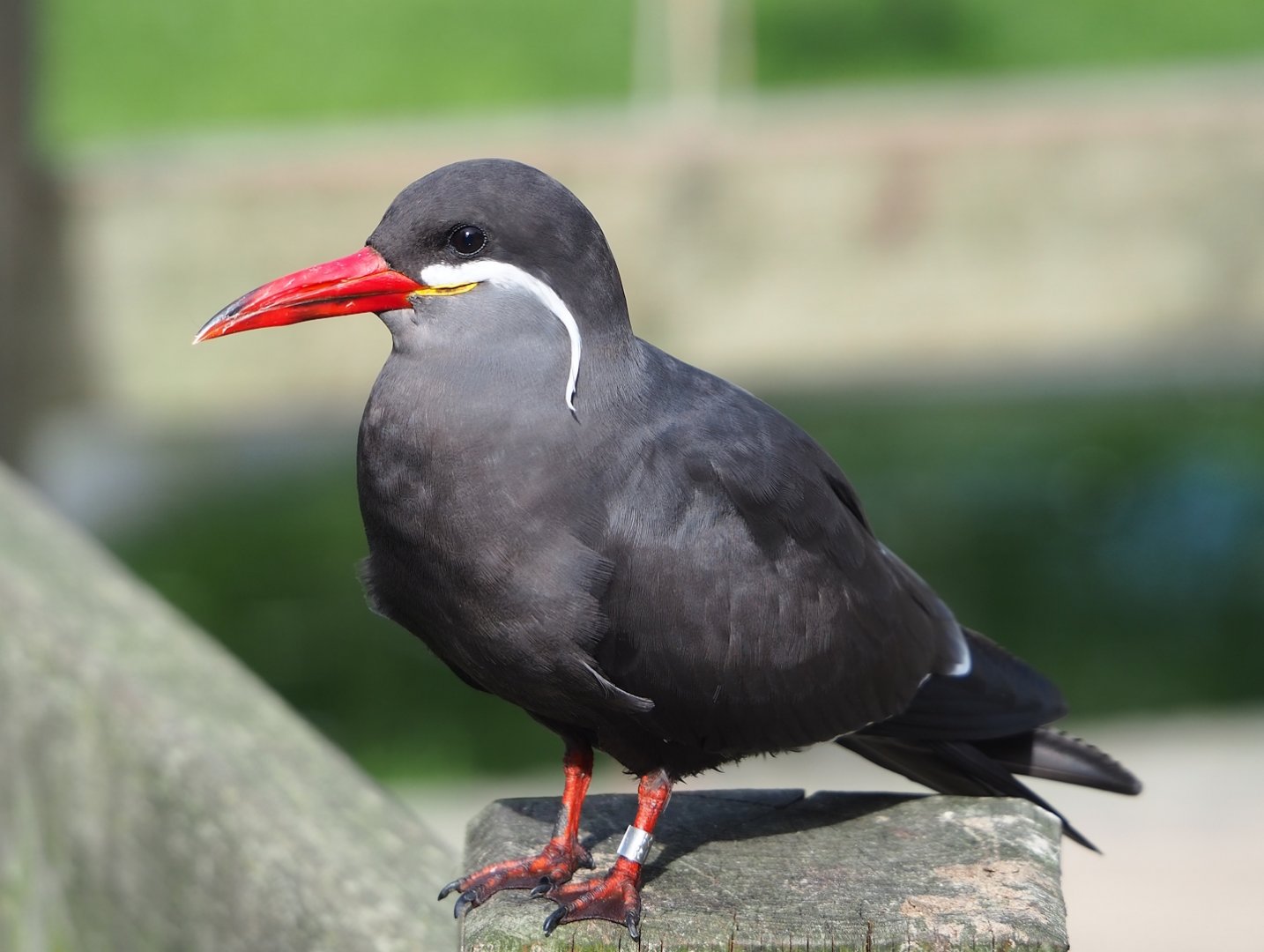 Inca tern (Larosterna inca), 2023-09-19