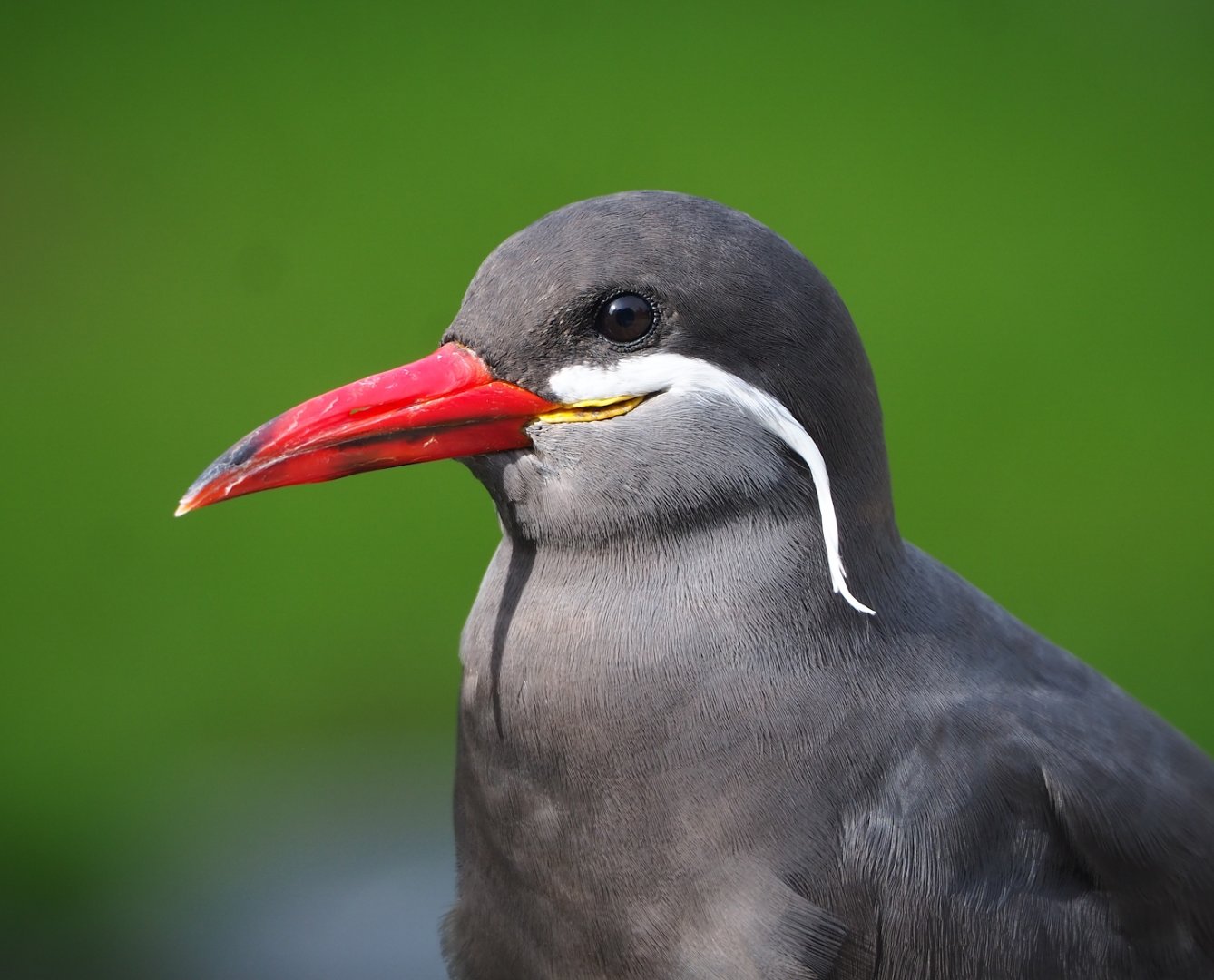 Inca tern (Larosterna inca), 2023-09-19