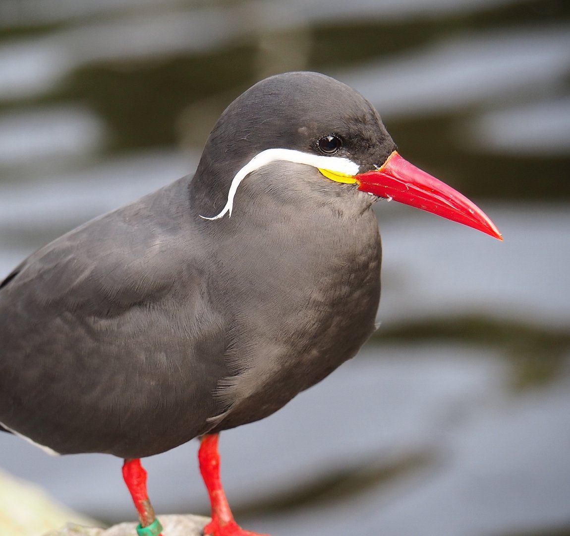 Inca tern (Larosterna inca), 2023-10-04