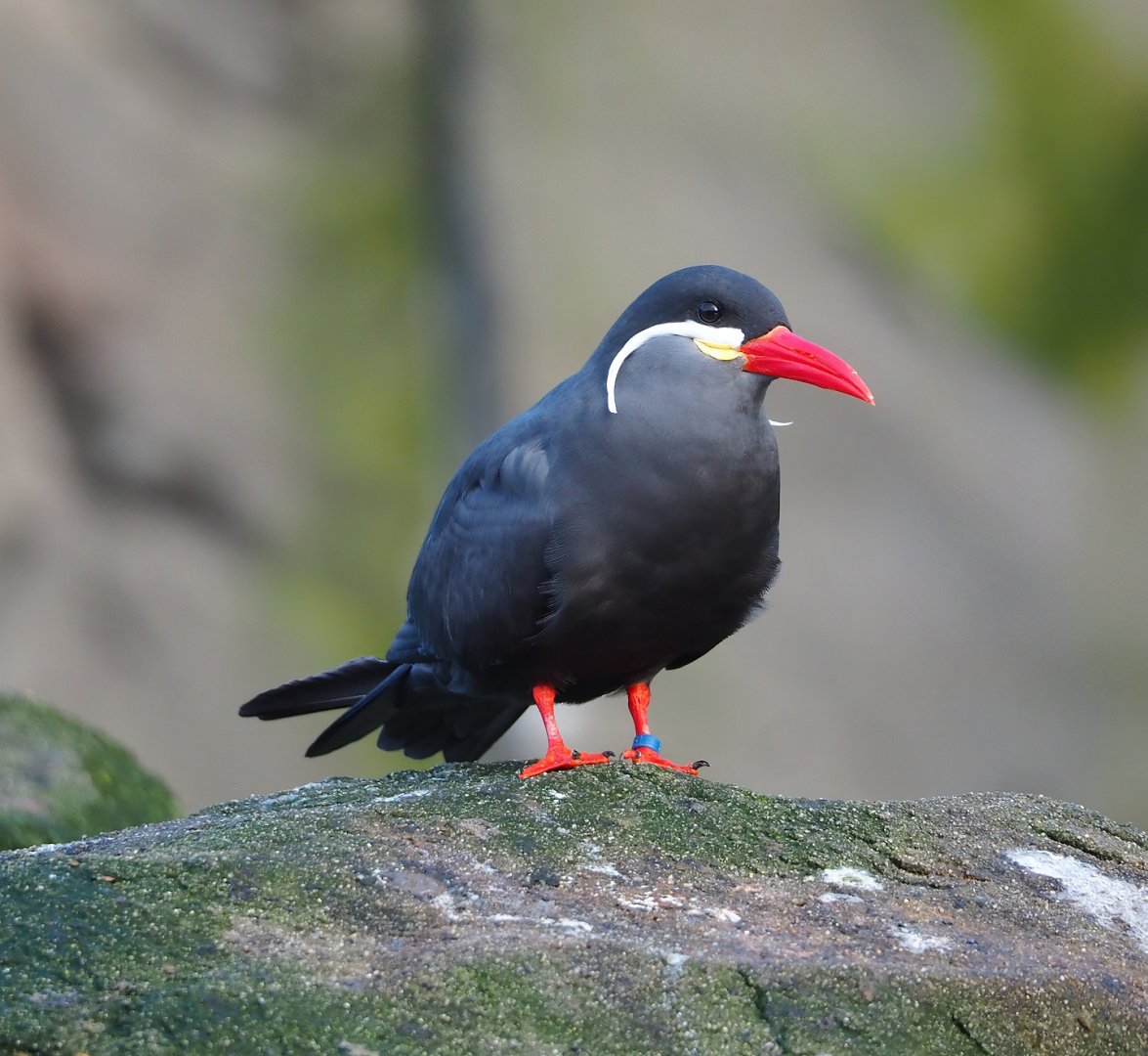 Inca tern (Larosterna inca), 2024-01-01
