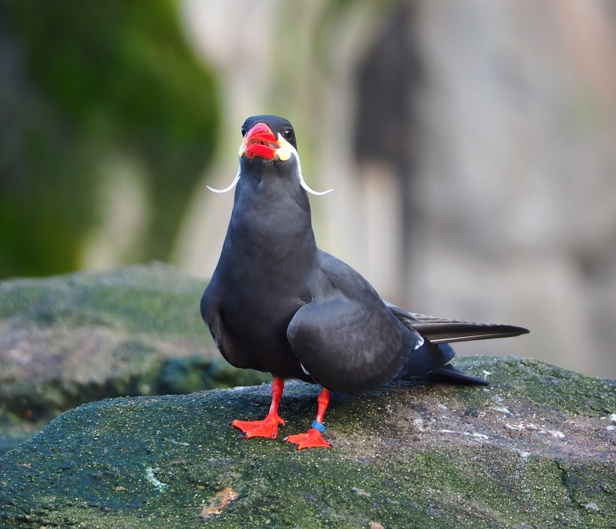 Inca tern (Larosterna inca), 2024-01-01