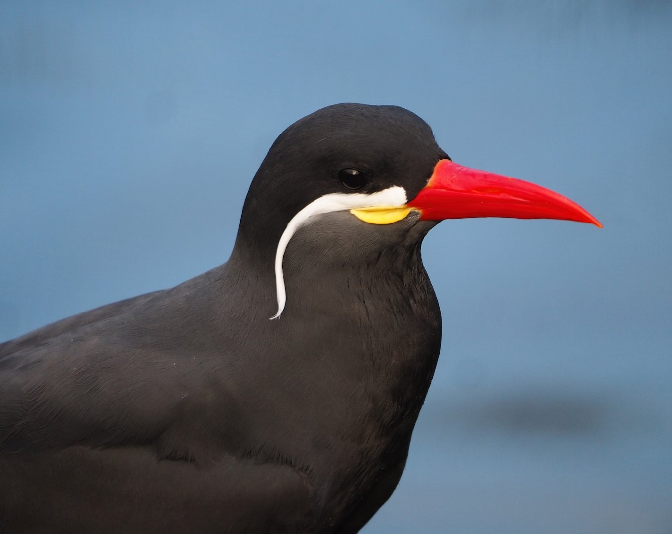 Inca tern (Larosterna inca), 2024-01-01