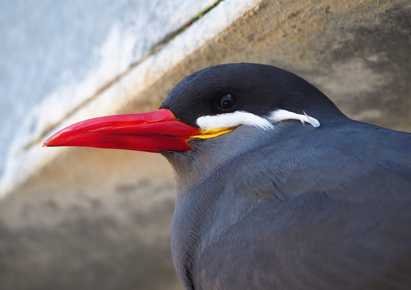 Inca tern (Larosterna inca), 2024-03-04