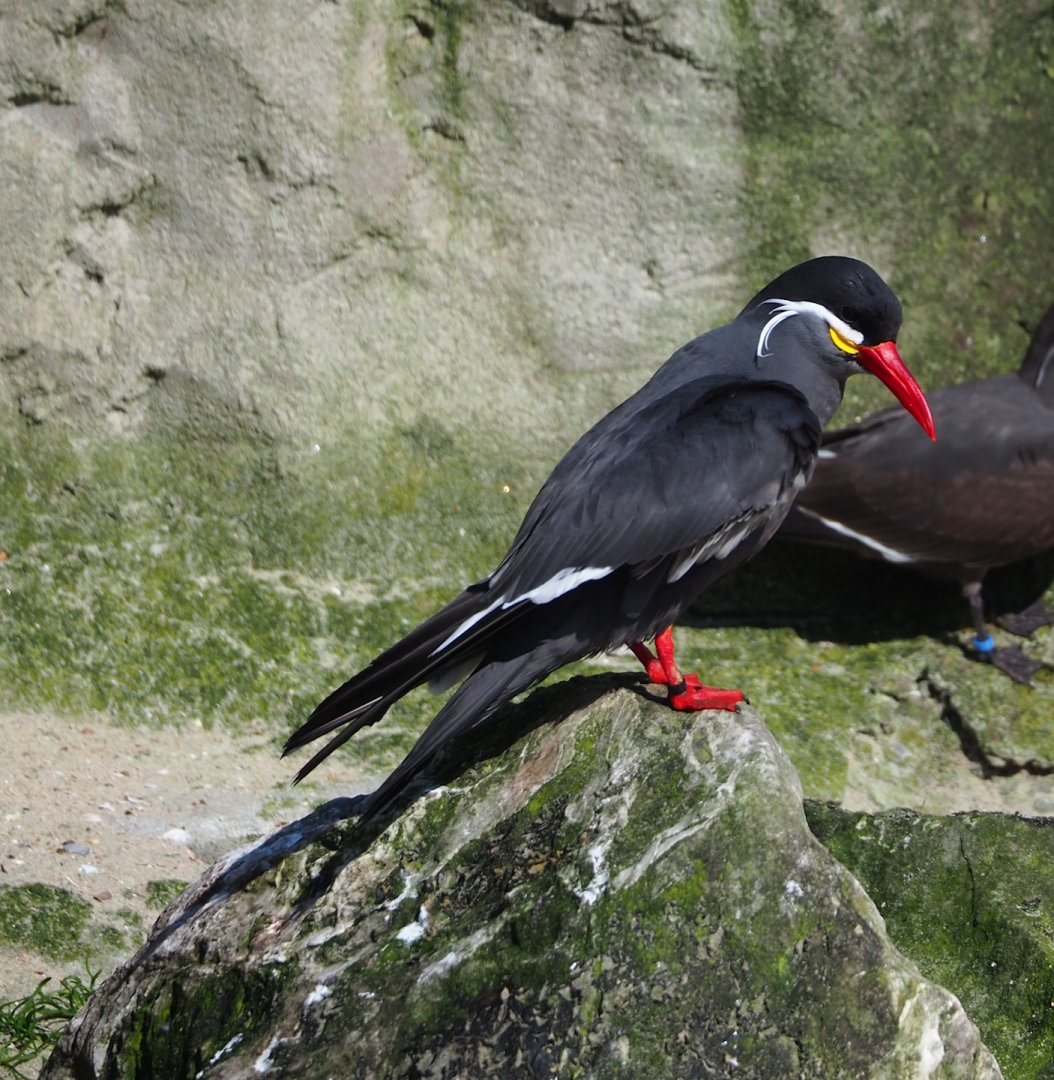 Inca tern (Larosterna inca), 2024-03-04