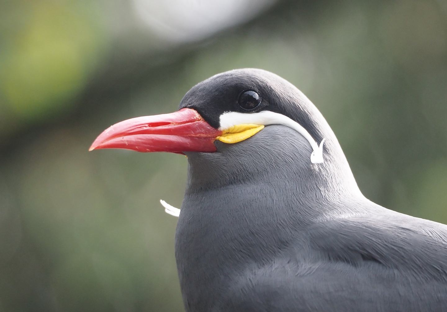 Inca tern (Larosterna inca), 2024-04-14
