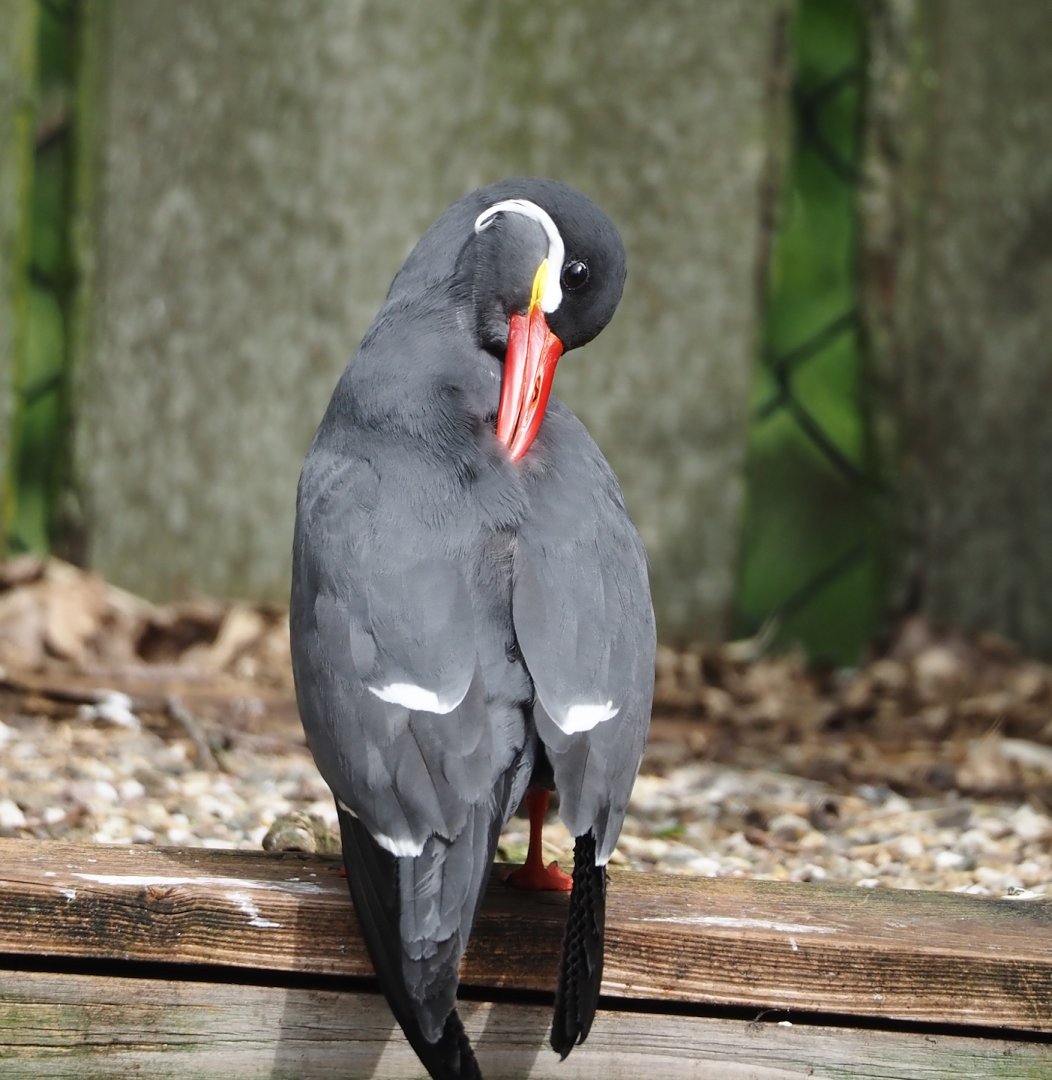 Inca tern (Larosterna inca), 2024-04-14