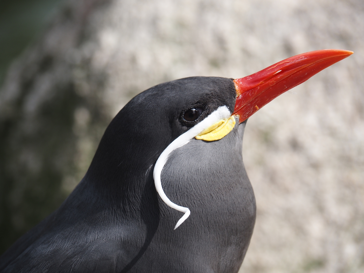 Inca tern (Larosterna inca), 2024-05-21